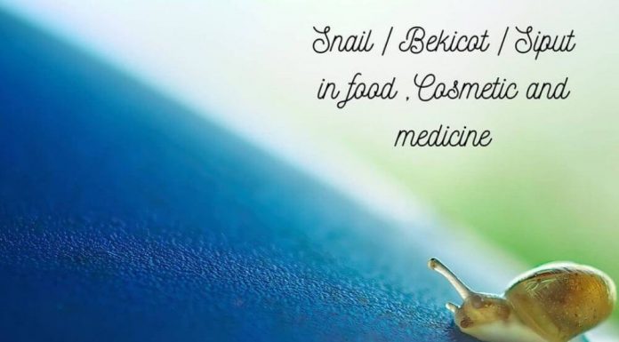 Snail | Bekicot | Siput in Food , Cosmetic and Medicine Snail Bekicot Siput in Food , Cosmetic and Medicine