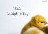 HALAL SLAUGHTERING