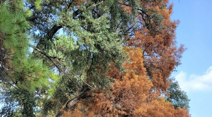 Exploring South Africa – Johannesburg